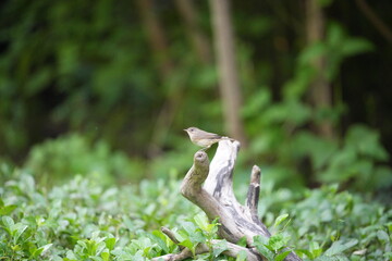 Black-throated eagle, foraging in the wild