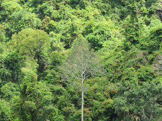 A tree stands out in the jungle canopy of Kep National Park in Cambodia