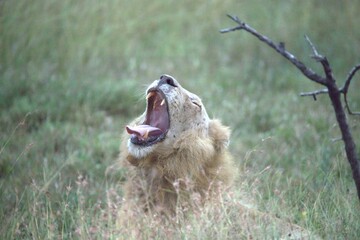 lion in the grass, Animal of Africa