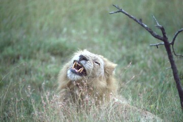 lion in the grass, Animal of Africa