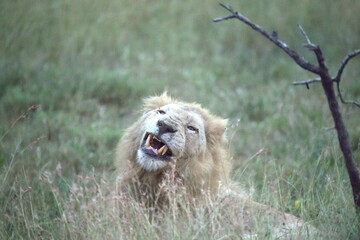 lion in the grass, Animal of Africa