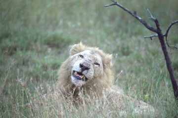 lion in the grass, Animal of Africa