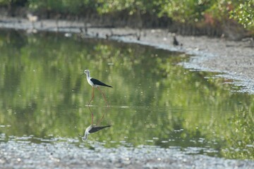 The eagle bird feeds naturally on the edge of the mangrove forest.