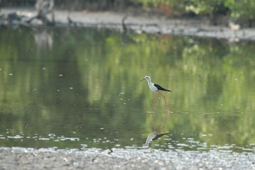 The eagle bird feeds naturally on the edge of the mangrove forest.