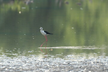 The eagle bird feeds naturally on the edge of the mangrove forest.