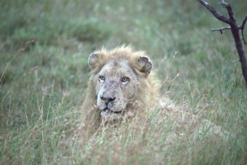 lion in the grass, Animal of Africa