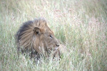 lion in the grass, Animal of Africa
