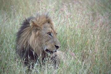 lion in the grass, Animal of Africa