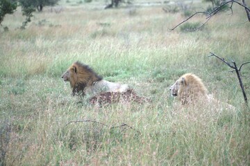 lion in the grass, Animal of Africa
