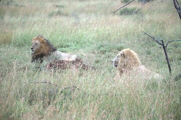 lion in the grass, Animal of Africa