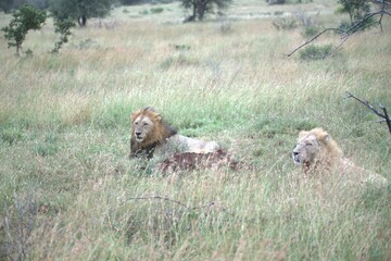 lion in the grass, Animal of Africa