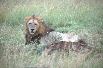 lion in the grass, Animal of Africa