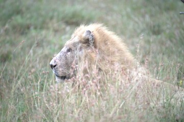 lion in the grass, Animal of Africa
