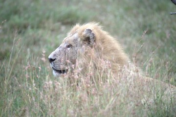 lion in the grass, Animal of Africa