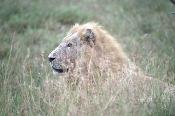 lion in the grass, Animal of Africa