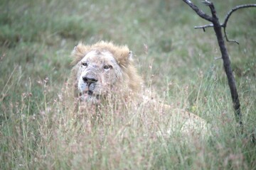lion in the grass, Animal of Africa