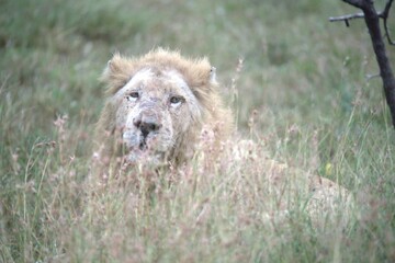 lion in the grass, Animal of Africa