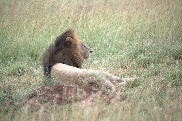 lion in the grass, Animal of Africa