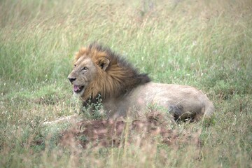 lion in the grass, Animal of Africa