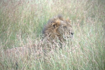 lion in the grass, Animal of Africa