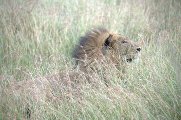 lion in the grass, Animal of Africa