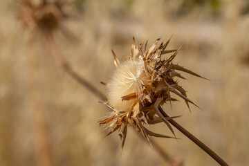 Close-up of a dry thistle in soft golden light, revealing intricate spikes and fluffy seeds. A perfect minimalist nature photo capturing the quiet beauty of wild plants in late summer.