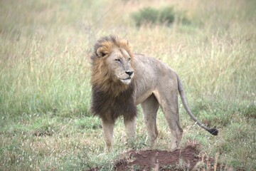 lion in the grass, Animal of Africa