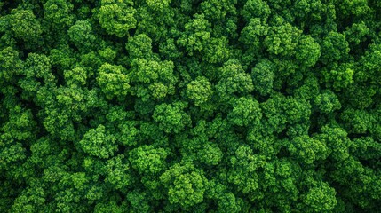 Fototapeta premium Aerial View of Lush Green Tree Canopy, Symbolizing Nature's Vitality and Growth