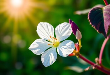 Close-up white flower, purple leaf, sunlit, green background,  stem,  minimal