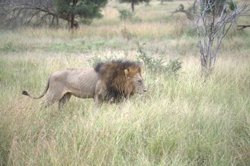 lion in the grass, Animal of Africa