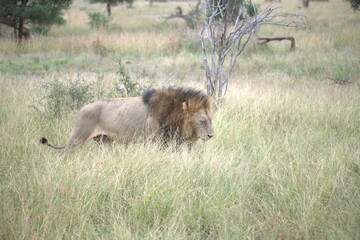 lion in the grass, Animal of Africa