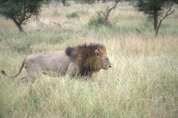 lion in the grass, Animal of Africa