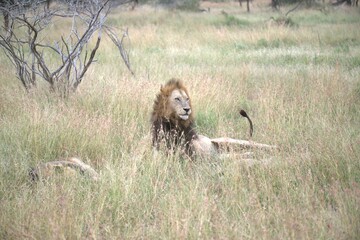 lion in the grass, Animal of Africa