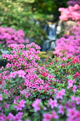 A beautiful spring flowerbed with pink flowers. A lovely picture for a good mood #1.