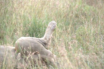 lion in the grass, Animal of Africa