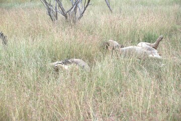 lion in the grass, Animal of Africa