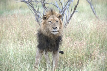 lion in the grass, Animal of Africa