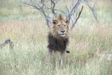 lion in the grass, Animal of Africa