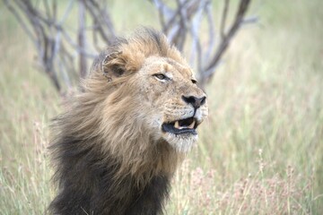 lion in the grass, Animal of Africa