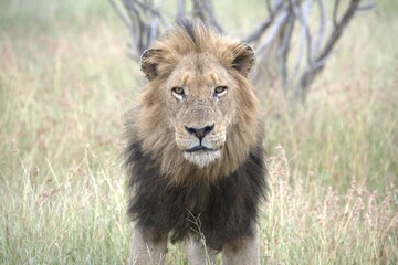 lion in the grass, Animal of Africa