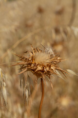 Close-up of a dry thistle in soft golden light, revealing intricate spikes and fluffy seeds. A perfect minimalist nature photo capturing the quiet beauty of wild plants in late summer.
