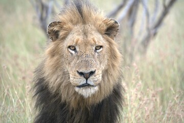 Fototapeta premium lion in the grass, Animal of Africa