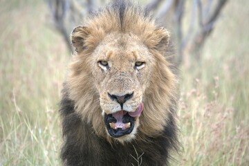lion in the grass, Animal of Africa
