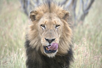 lion in the grass, Animal of Africa
