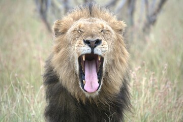 lion in the grass, Animal of Africa