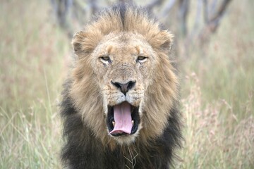 lion in the grass, Animal of Africa
