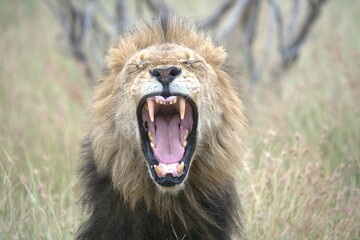lion in the grass, Animal of Africa