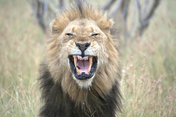lion in the grass, Animal of Africa