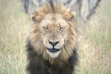 Obraz premium lion in the grass, Animal of Africa