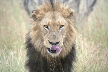 lion in the grass, Animal of Africa